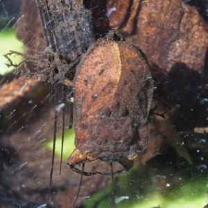 Nerthra sp. (genus) at Cotter River, ACT - 30 Nov 2018 09:24 AM