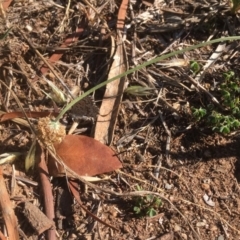 Lucia limbaria (Chequered Copper) at Griffith Woodland - 6 Dec 2018 by AlexKirk