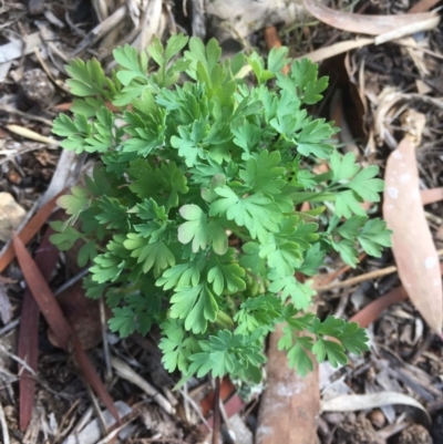 Fumaria sp. (Fumitory) at Griffith, ACT - 6 Dec 2018 by AlexKirk