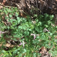 Fumaria sp. at Griffith, ACT - 6 Dec 2018