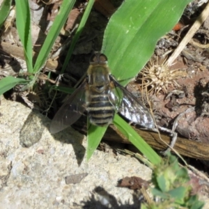 Villa sp. (genus) at Macarthur, ACT - 6 Dec 2018 03:38 PM