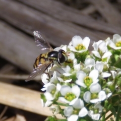 Simosyrphus grandicornis (Common hover fly) at Macarthur, ACT - 6 Dec 2018 by RodDeb