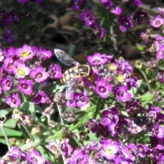 Simosyrphus grandicornis at Macarthur, ACT - 6 Dec 2018