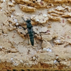 Therevidae (family) at Macarthur, ACT - 6 Dec 2018