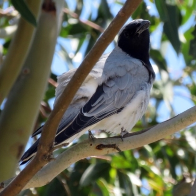 Coracina novaehollandiae (Black-faced Cuckooshrike) at Jerrabomberra Wetlands - 6 Dec 2018 by RodDeb