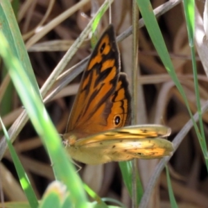 Heteronympha merope at Fyshwick, ACT - 6 Dec 2018 11:35 AM