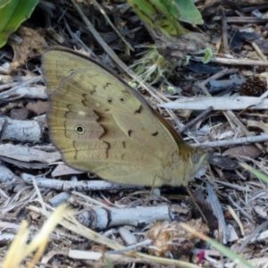 Heteronympha merope at Fyshwick, ACT - 6 Dec 2018 11:35 AM