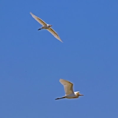 Bubulcus coromandus (Eastern Cattle Egret) at Jerrabomberra Wetlands - 6 Dec 2018 by RodDeb