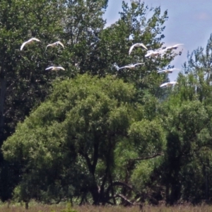 Bubulcus coromandus at Fyshwick, ACT - 6 Dec 2018 12:20 PM