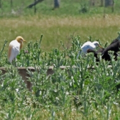 Bubulcus coromandus at Fyshwick, ACT - 6 Dec 2018