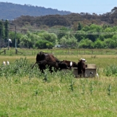 Bubulcus coromandus at Fyshwick, ACT - 6 Dec 2018