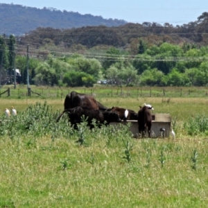 Bubulcus coromandus at Fyshwick, ACT - 6 Dec 2018 12:20 PM