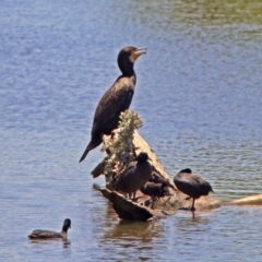 Phalacrocorax carbo (Great Cormorant) at Jerrabomberra Wetlands - 6 Dec 2018 by RodDeb