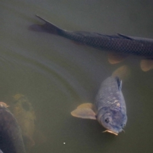 Cyprinus carpio at Fyshwick, ACT - 6 Dec 2018 12:46 PM