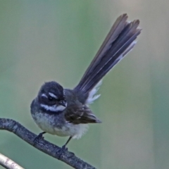 Rhipidura albiscapa (Grey Fantail) at Fyshwick, ACT - 6 Dec 2018 by RodDeb