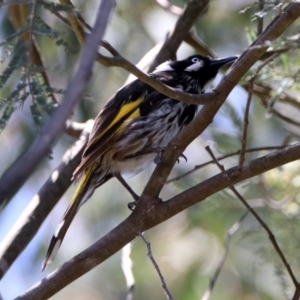 Phylidonyris novaehollandiae at Fyshwick, ACT - 6 Dec 2018 01:36 PM