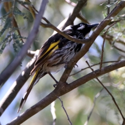 Phylidonyris novaehollandiae (New Holland Honeyeater) at Fyshwick, ACT - 6 Dec 2018 by RodDeb