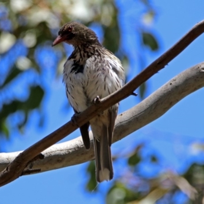 Oriolus sagittatus (Olive-backed Oriole) at Fyshwick, ACT - 6 Dec 2018 by RodDeb