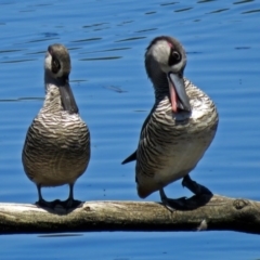 Malacorhynchus membranaceus (Pink-eared Duck) at Fyshwick, ACT - 6 Dec 2018 by RodDeb