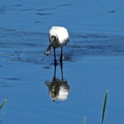 Platalea regia (Royal Spoonbill) at Jerrabomberra Wetlands - 6 Dec 2018 by RodDeb