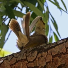 Ptilotula penicillata (White-plumed Honeyeater) at Fyshwick, ACT - 6 Dec 2018 by RodDeb