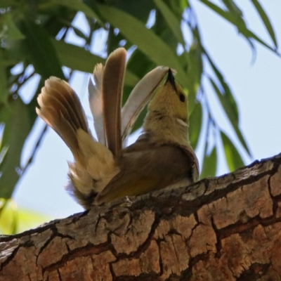 Ptilotula penicillata (White-plumed Honeyeater) at Fyshwick, ACT - 6 Dec 2018 by RodDeb