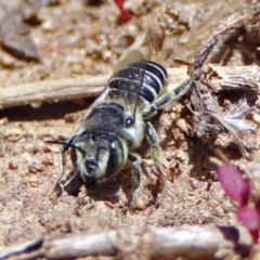 Megachile (Eutricharaea) serricauda (Leafcutter bee, Megachilid bee) at Fyshwick, ACT - 6 Dec 2018 by RodDeb