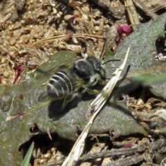 Megachile (Eutricharaea) serricauda at Fyshwick, ACT - 6 Dec 2018