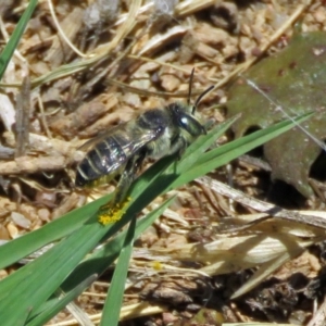 Megachile (Eutricharaea) serricauda at Fyshwick, ACT - 6 Dec 2018 12:42 PM