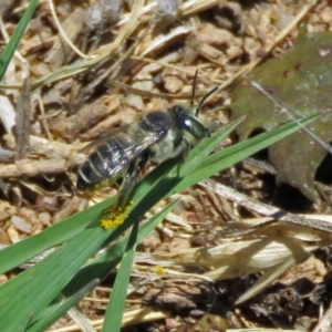 Megachile (Eutricharaea) serricauda at Fyshwick, ACT - 6 Dec 2018