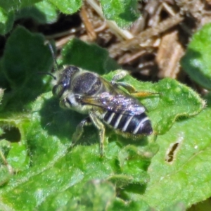Megachile (Eutricharaea) serricauda at Fyshwick, ACT - 6 Dec 2018