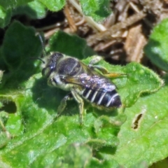 Megachile (Eutricharaea) serricauda at Fyshwick, ACT - 6 Dec 2018