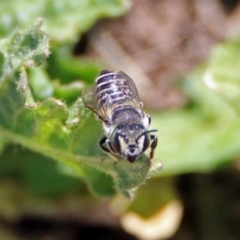 Megachile (Eutricharaea) serricauda at Fyshwick, ACT - 6 Dec 2018