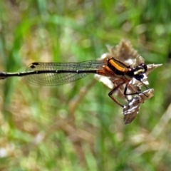 Nososticta solida at Fyshwick, ACT - 6 Dec 2018