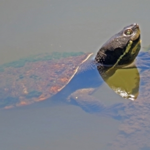 Emydura macquarii at Fyshwick, ACT - 6 Dec 2018 01:03 PM