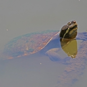 Emydura macquarii at Fyshwick, ACT - 6 Dec 2018 01:03 PM