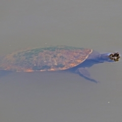 Emydura macquarii at Fyshwick, ACT - 6 Dec 2018 01:03 PM