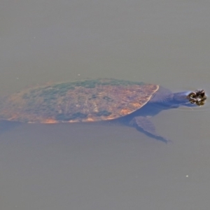 Emydura macquarii at Fyshwick, ACT - 6 Dec 2018