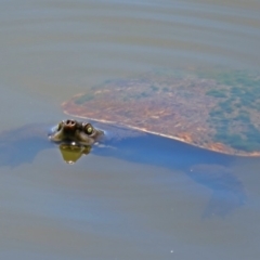 Emydura macquarii at Fyshwick, ACT - 6 Dec 2018 01:03 PM