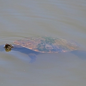 Emydura macquarii at Fyshwick, ACT - 6 Dec 2018 01:03 PM