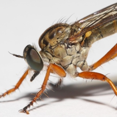 Cerdistus sp. (genus) (Yellow Slender Robber Fly) at Evatt, ACT - 1 Dec 2018 by TimL