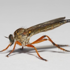 Cerdistus sp. (genus) at Evatt, ACT - 2 Dec 2018