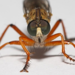 Cerdistus sp. (genus) at Evatt, ACT - 2 Dec 2018