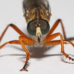 Cerdistus sp. (genus) at Evatt, ACT - 2 Dec 2018