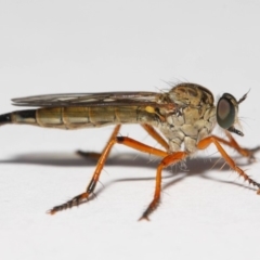 Cerdistus sp. (genus) at Evatt, ACT - 2 Dec 2018