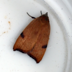 Tortricopsis uncinella (Wingia group) at O'Connor, ACT - 4 Dec 2018 by ibaird