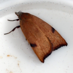 Tortricopsis uncinella at O'Connor, ACT - 4 Dec 2018 09:06 AM