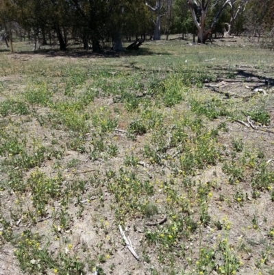 Hirschfeldia incana (Buchan Weed) at Mount Majura - 7 Dec 2018 by waltraud