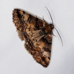 Cryphaea xylina (Woodland Geometrid) at O'Connor, ACT - 3 Dec 2018 by ibaird