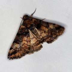 Cryphaea xylina at O'Connor, ACT - 3 Dec 2018